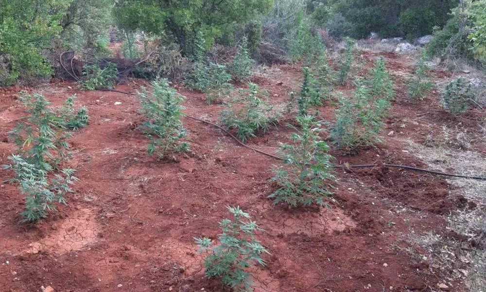 Αρκαδία: Φυτεία με περισσότερα από 170 δενδρύλλια κάνναβης, εντόπισαν drone της ΕΛ.ΑΣ.